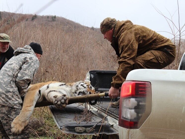 Тигрица, пойманная в Хабаровске, станет участницей программы по сохранению редких видов в неволе