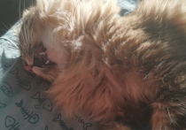 В понедельник, 17 февраля, погода в Приморье будет определяться полем пониженного давления, местами возможен небольшой снег