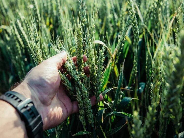 На Кубани из-за неблагоприятных условий сократилась урожайность основных пропашных культур в 2024 году