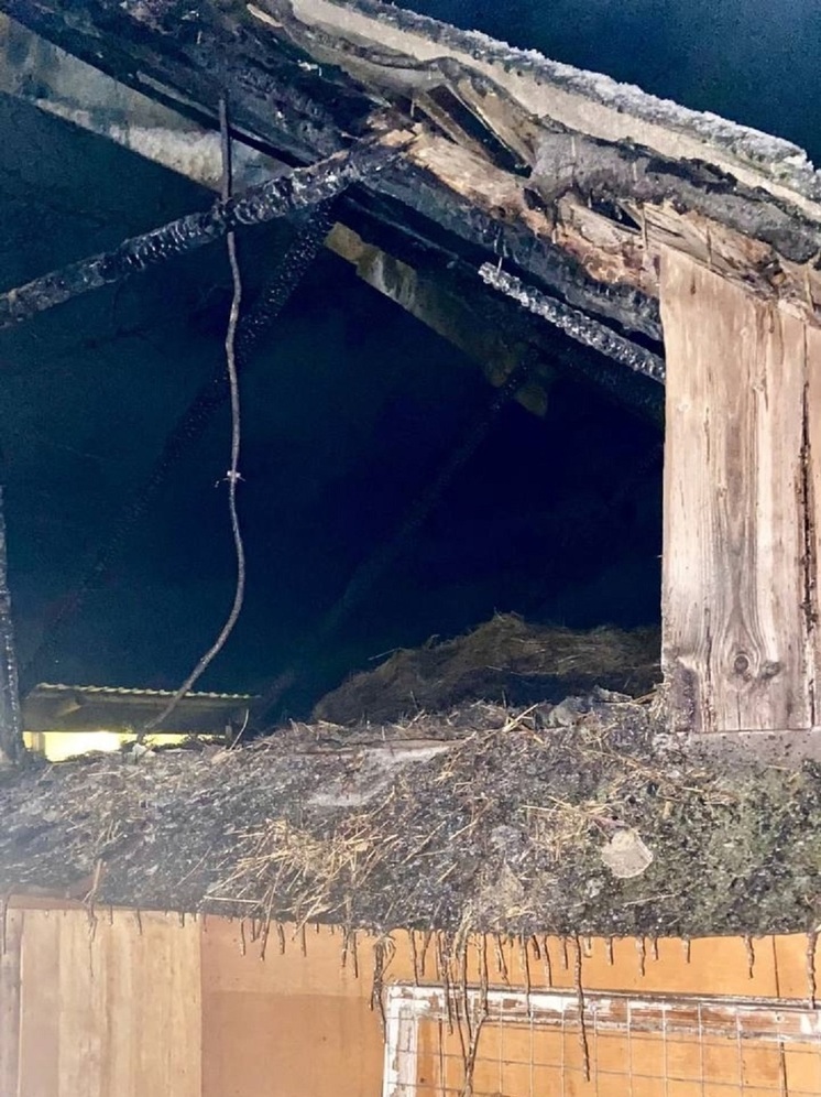 15 кроликов спасли пожарные в Псковском районе