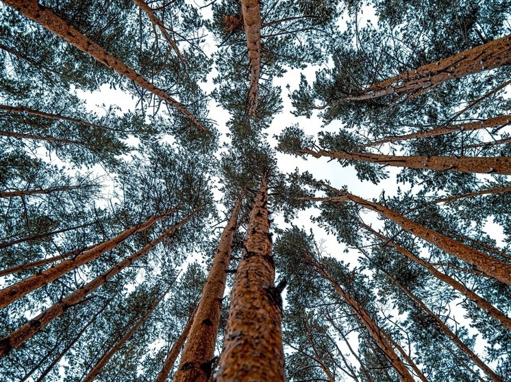 В лесах Томской области достаточно пищи для зимовки зверей