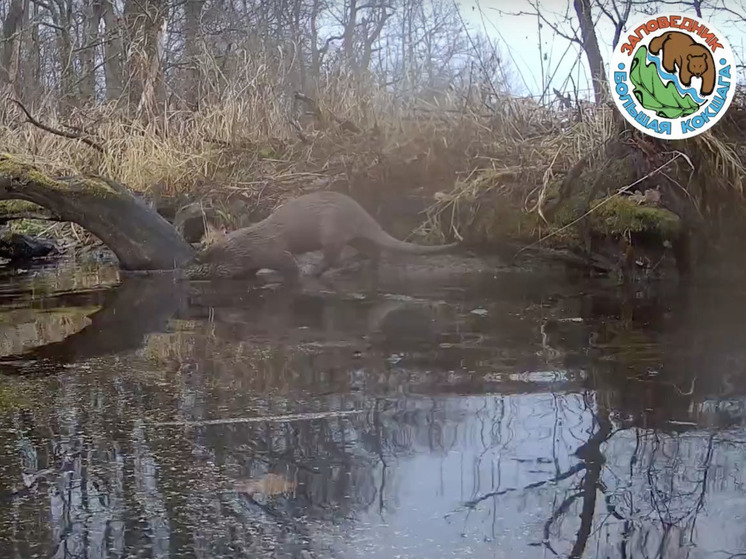 Выдра попала в объектив фотоловушки в заповеднике «Большая Кокшага»
