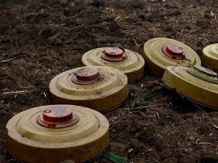 В ЛНР площадь заминированных лесов составляет более 105 000 гектаров