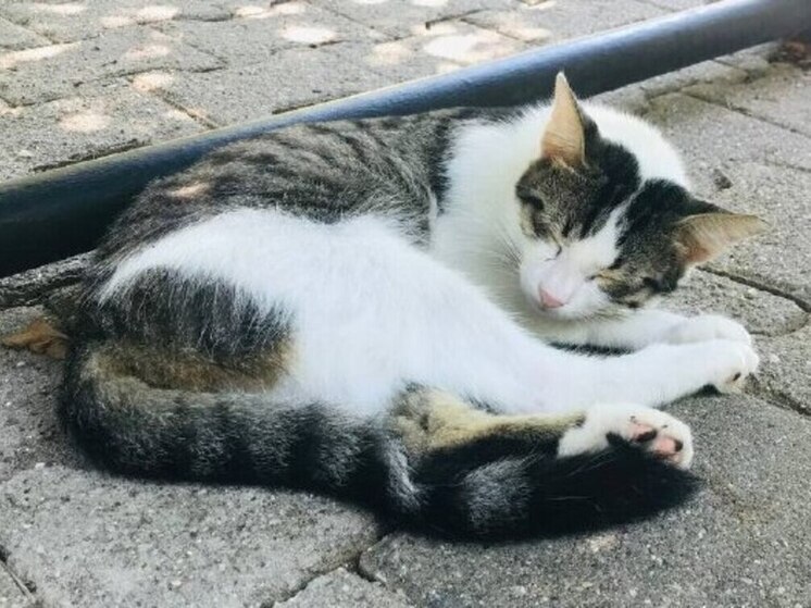 В Балашихе обнаружили кладбище домашних питомцев