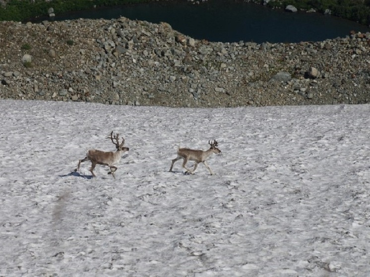 Жители Хакасии узнали, где можно встретить дикого северного оленя