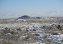 Скотомогильники в нескольких селах Приаргунского округа Забайкальского края не соответствуют ветеринарно-санитарным требованиям