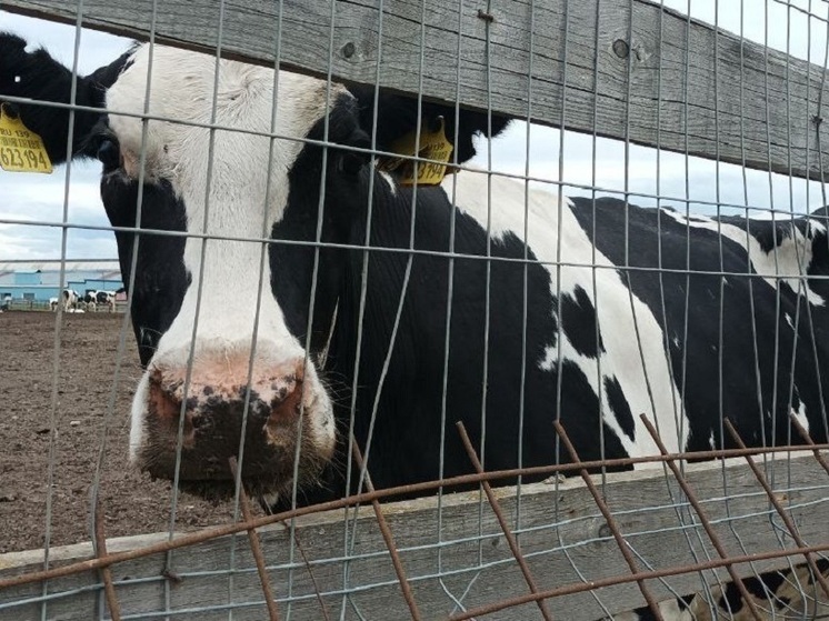Хакасия отправит в ЛНР консервы и племенной молодняк КРС