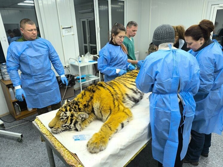 Отловленную в Приморье конфликтную тигрицу не выпустят пока на свободу