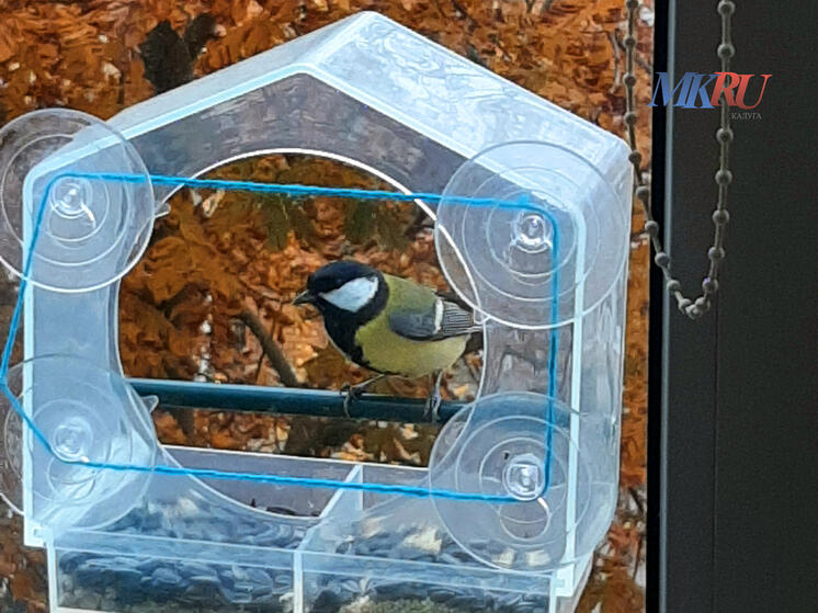 Калужский орнитолог расскажет о птицах в городском бору