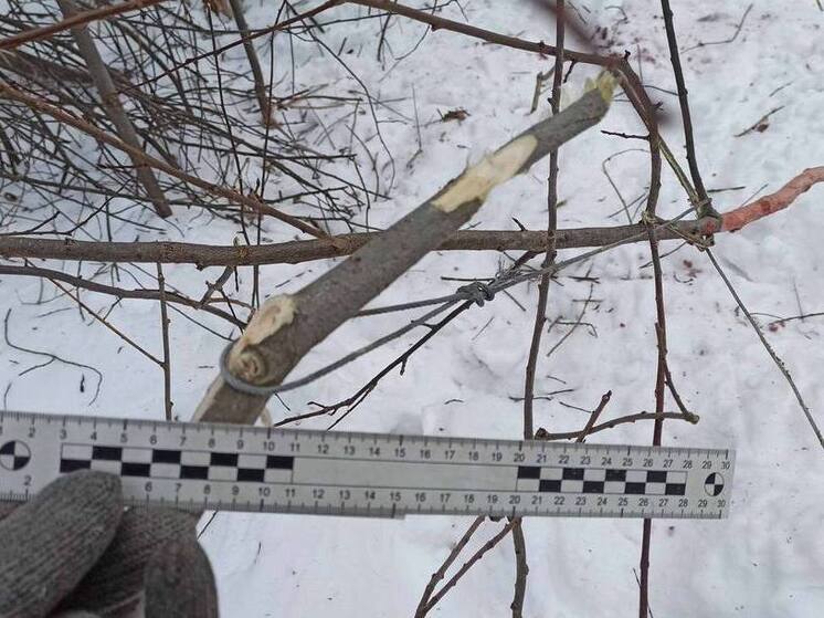Браконьер попался на отстреле краснокнижной косули в Большеулуйском районе