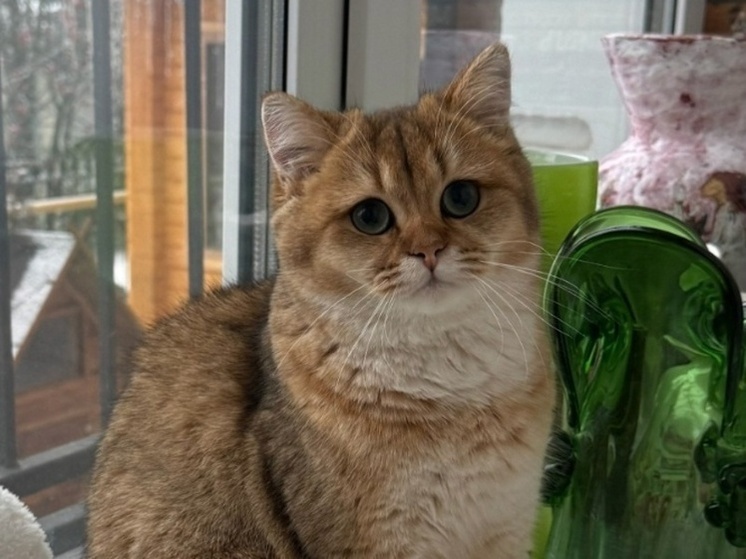 Нижегородская певица предлагает вознаграждение за поиск любимого кота