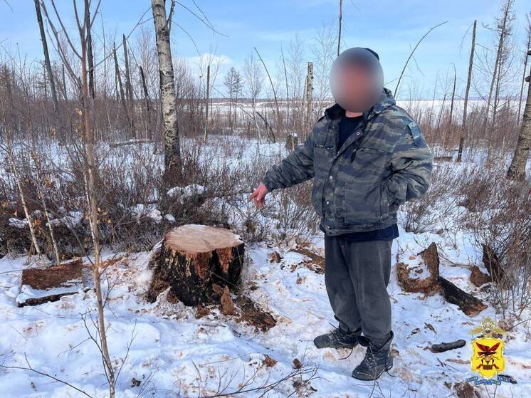 Деревья на миллион рублей вырубили на дрова в заказнике Забайкалья