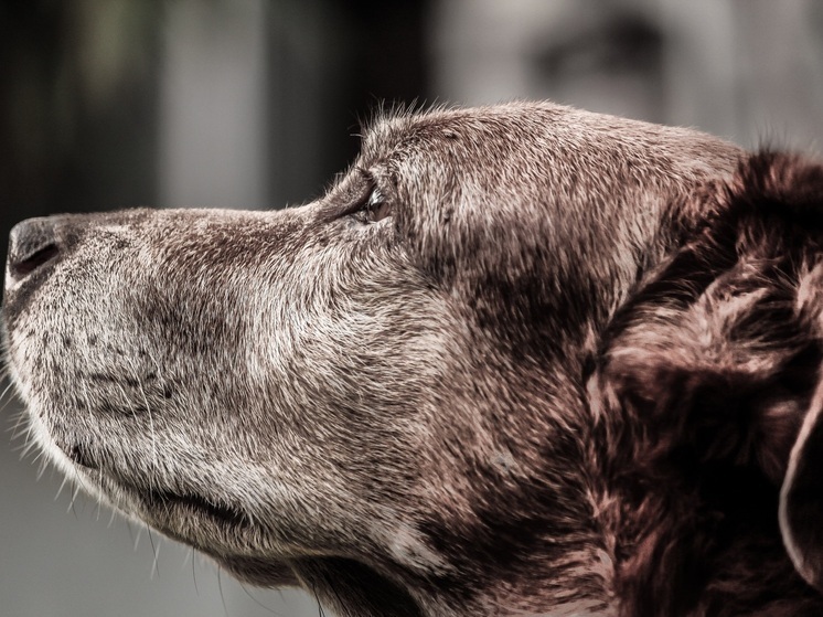 В Калуге спасли собаку после падения под лед