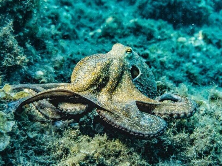 Профессор из Оксфорда составил прогноз: осьминог идет на смену человеку