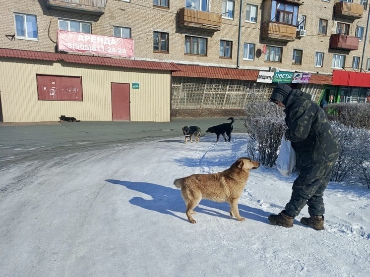 В поселке Энергетик сокращается численность беспризорных собак