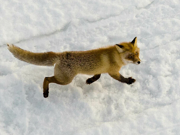 Брачный период начался у лис в Подмосковье