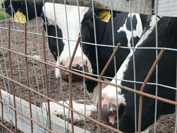 В Хакасии сельчанин ответил за кражу коров у трех фермеров