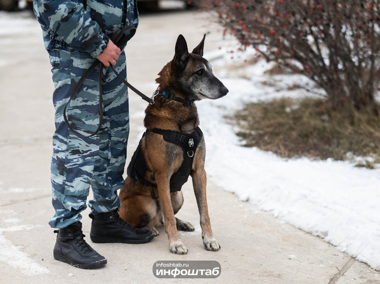 У журналистов «МК в Астрахани» наконец-то появился хороший повод рассказать о собаках