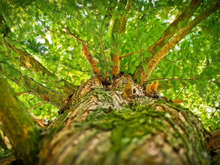 В Калужской области за год восстановили около 3 000 га леса