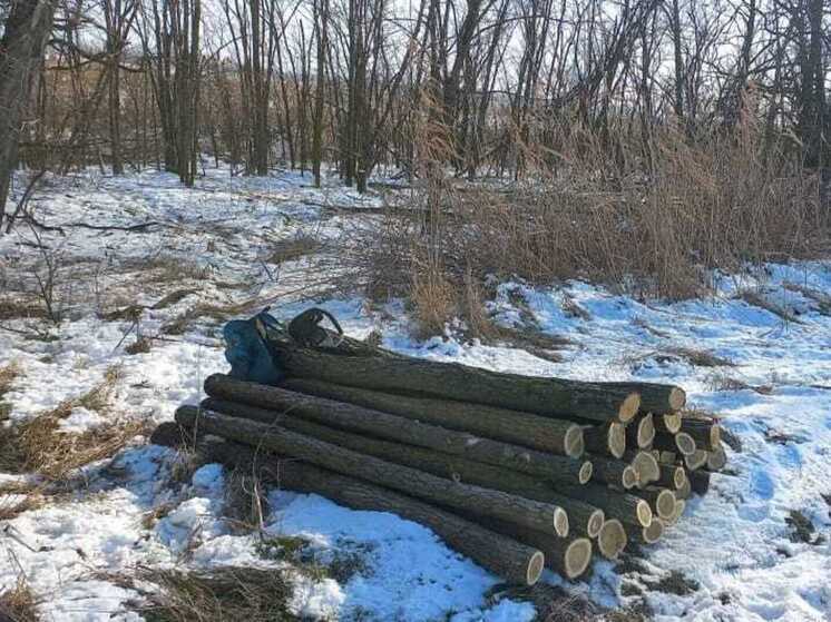 В Кущевском районе выявили факт нелегальной рубки деревьев в полезащитной лесополосе