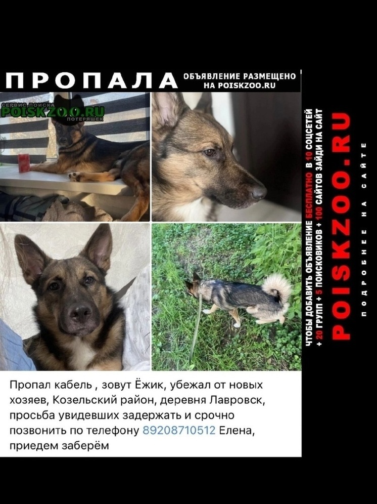 Под Козельском ищут Ёжика