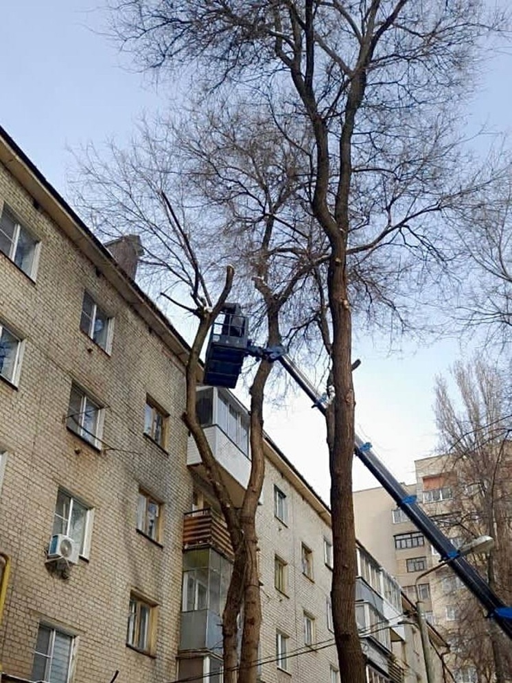 В Воронеже продолжается обрезка деревьев