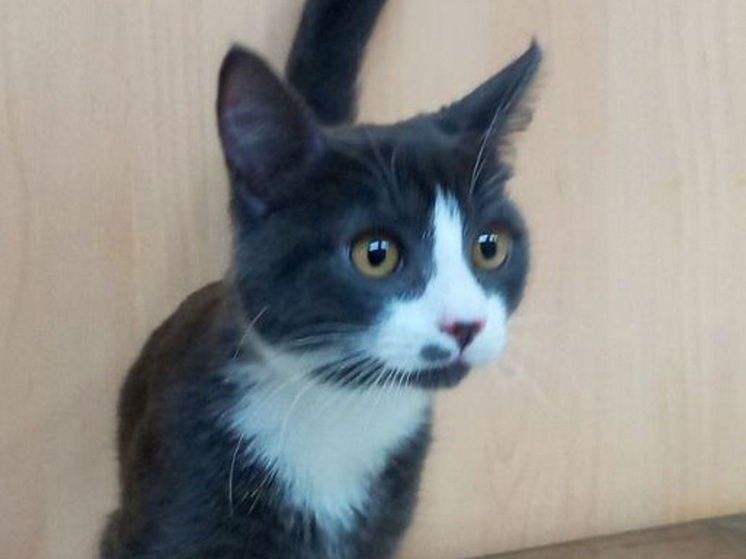 От котофея Черныша в НАО отказались из-за аллергии