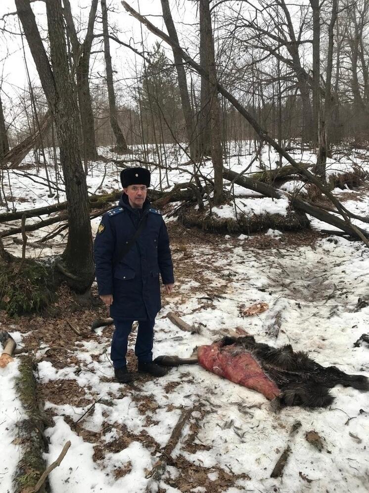 Во Владимирской области браконьер охотился на лося в заказнике
