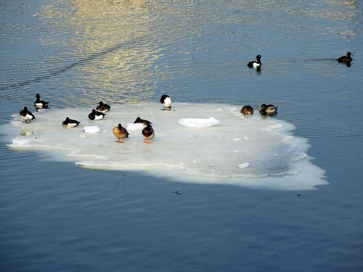 В начале весны Подмосковье ожидает аномальное потепление