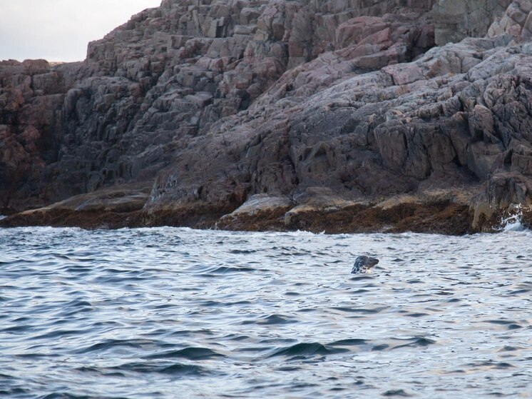 В Балтийском море снова произошло повреждение подводного кабеля