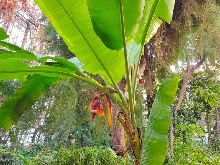 В Томском ботаническом саду зацвел многолетний экзотический банан