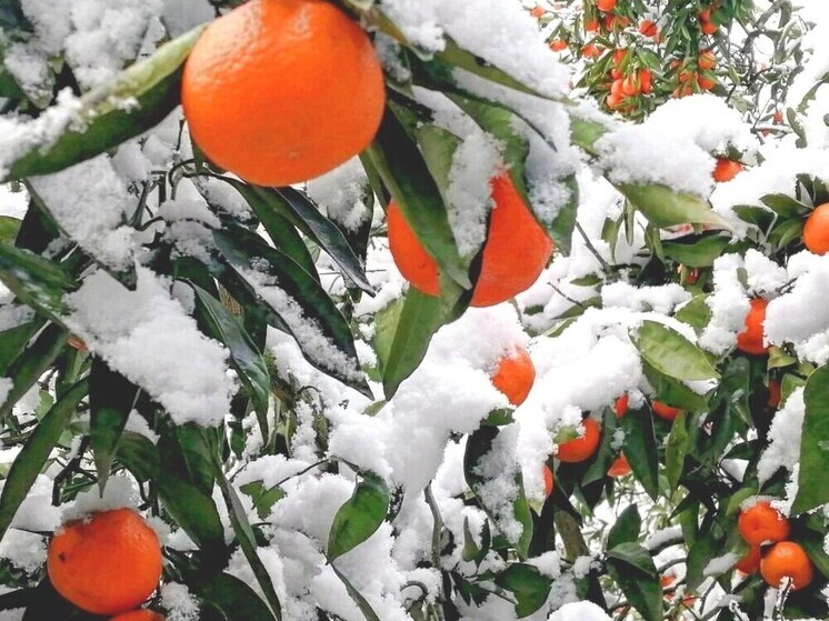 В Грузии из снега вместо снеговиков лепят хинкали