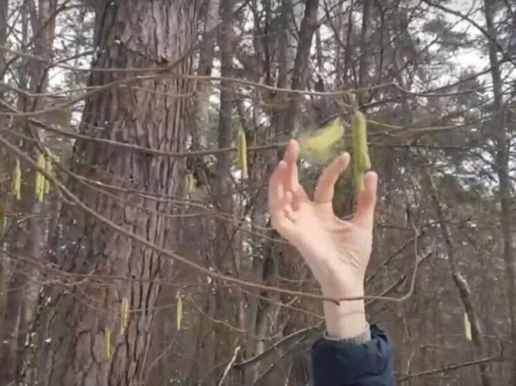 В Калужском бору зацвела лещина