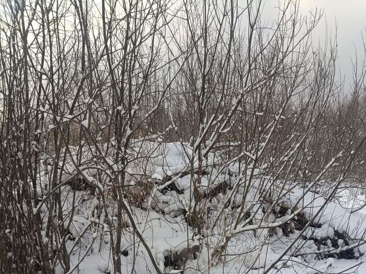 Синоптик предупредил о начале оттепели в конце следующей недели