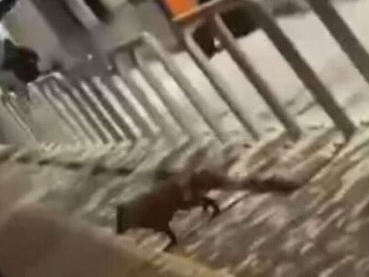 Рыжую безбилетницу сняли на станции в Подмосковье