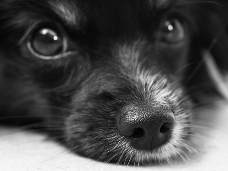 Калужский градоначальник раздаёт щенков