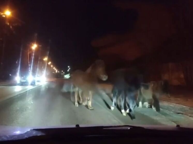 В Жуковском водитель едва не сбил на дороге табун лошадей