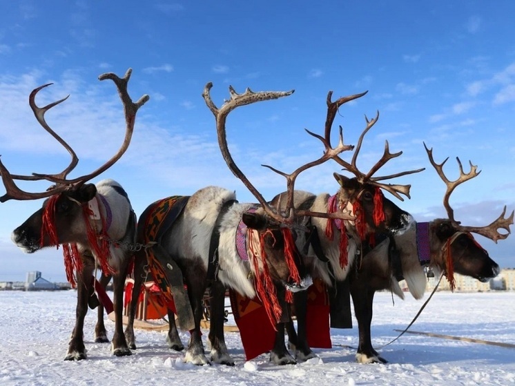 Привет с Ямала: ненцы Надыма отметили День оленевода