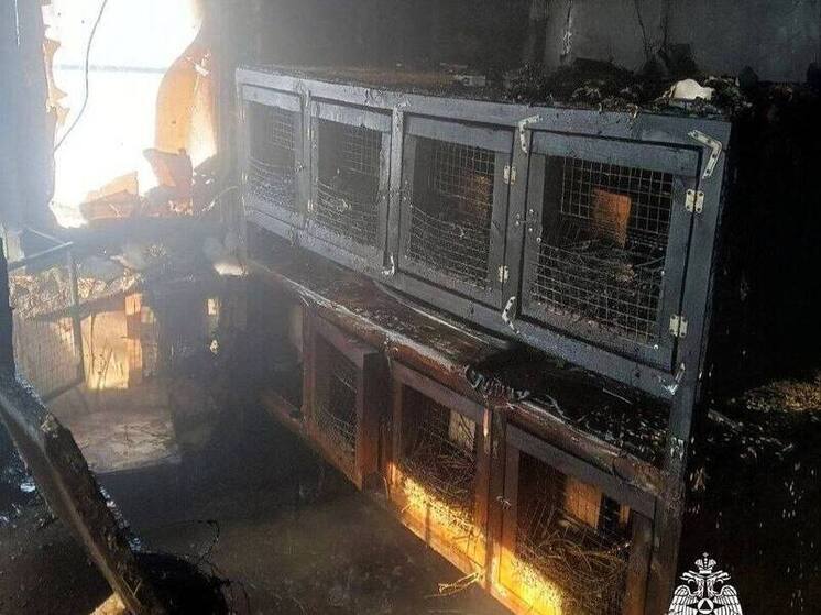 Домашняя мини-ферма была уничтожена пожаром в Канаше