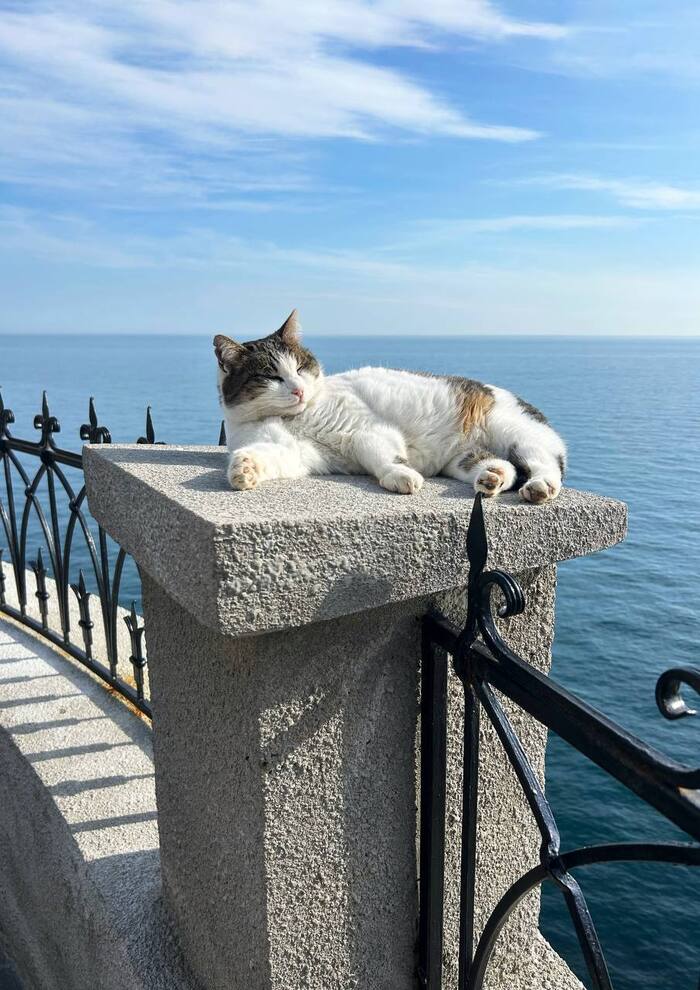 В Крыму погибла кошка Муся: фото талисмана Ласточкиного гнезда