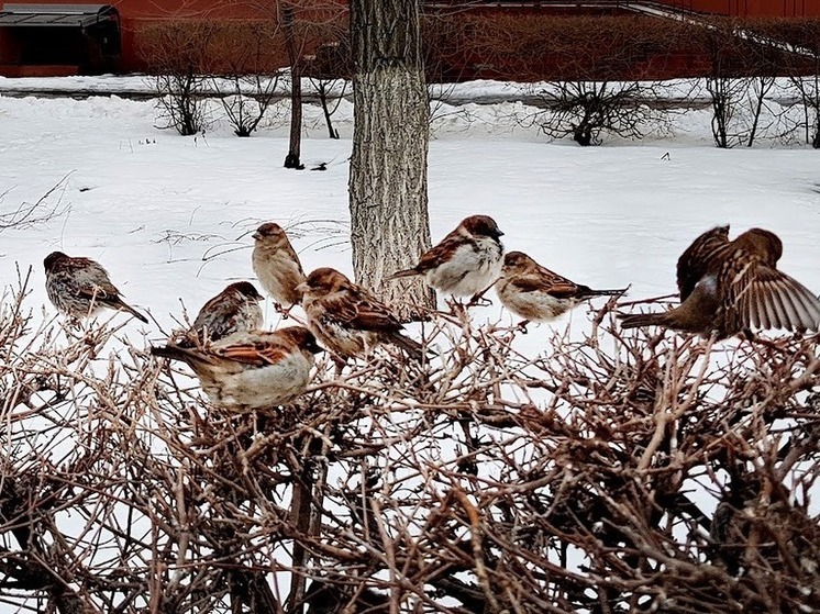 В Волгоградской области прошла акция «Воробьи на кустах»