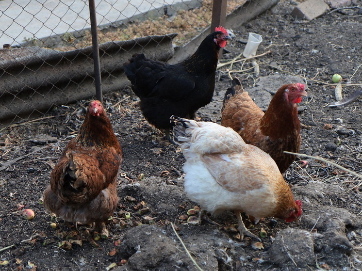 The Guardian: Los estadounidenses crían pollos en sus apartamentos en medio de la escasez de huevos