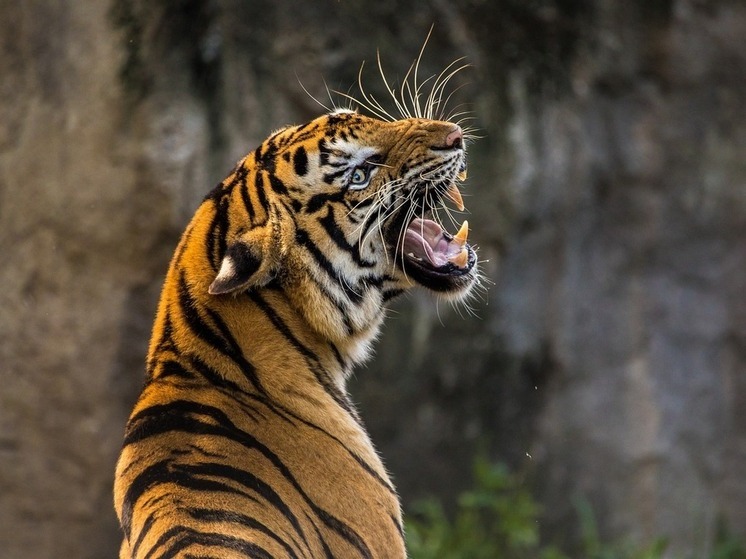 TOI: Le tigri sbranano e mangiano un devoto mentre si reca al tempio in India