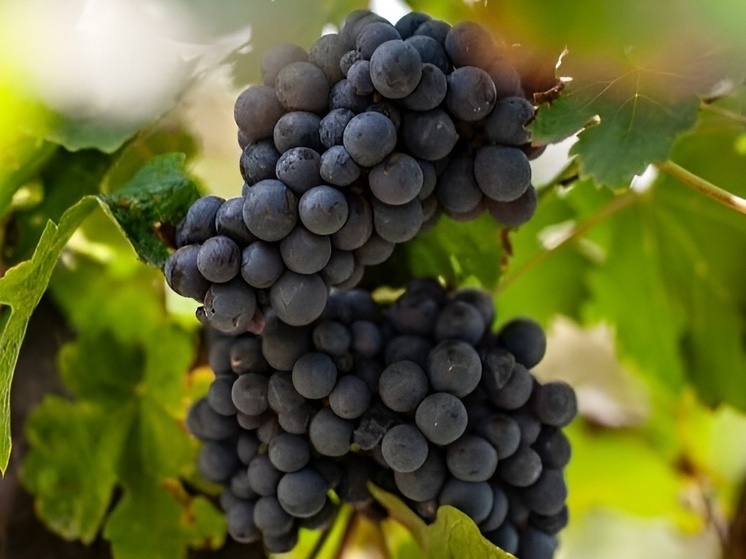 In Kuban, wine production increased by 2.5% in 2024