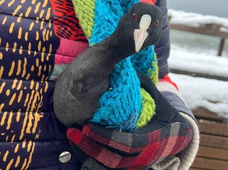 Неравнодушные сочинцы продолжают спасать пострадавших от мазута птиц