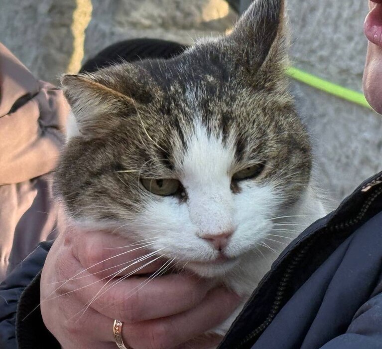 Чудесное спасение: кошка Муся найдена живой на скале Ласточкиного гнезда