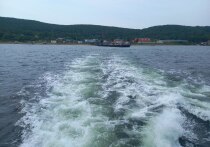 Ученые Института Мирового океана Дальневосточного Федерального Университета успешно разработали технологию выращивания устойчивого стада триплоидных устриц, что стало значительным достижением в области аквакультуры. 