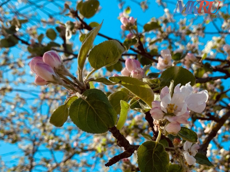 Калужских аллергиков предупреждают о раннем поллинозе