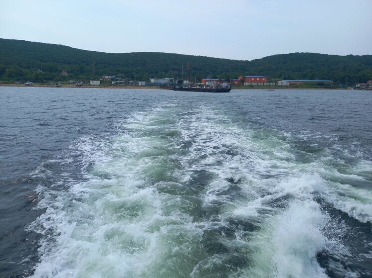 В ДВФУ разработали новую технологию по выращиванию триплоидной устрицы