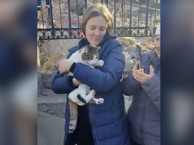 Ветеринар рассказал, что спасенная в Ялте кошка Муся чувствует себя хорошо